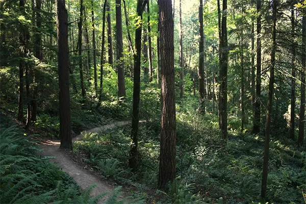 Forest Park, Portland