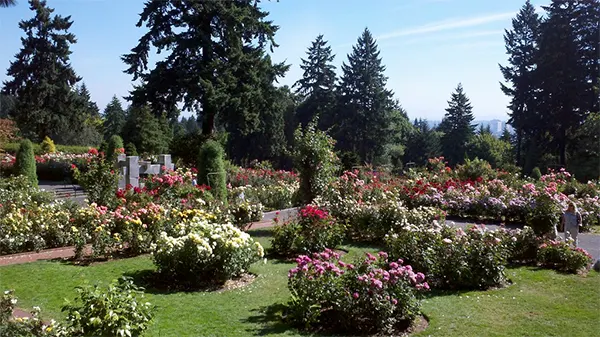 International Rose Test Garden, Portland