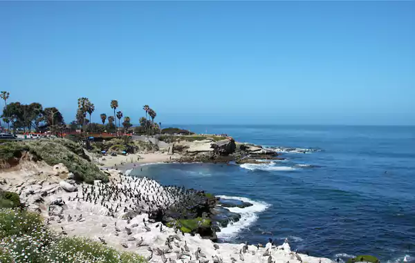 LaJolla Cove Fun Things to do with Family Near me