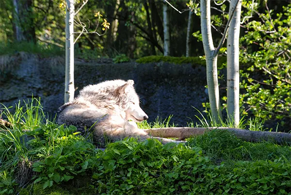 Oregon Zoo, Portland