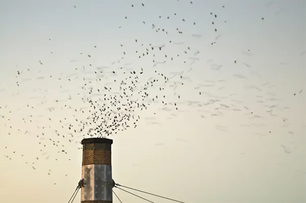 Swifts at Chapman Elementary