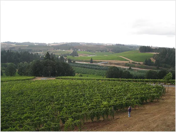 Vineyard in Portland Fun Things to do for Adults in Portland