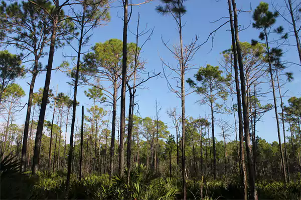 Fun Things to Do in Orlando Florida1