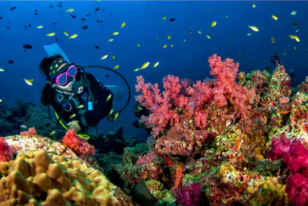 Scuba Diving in Koh Tao