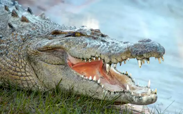 Things to Do in Orlando Gatorland