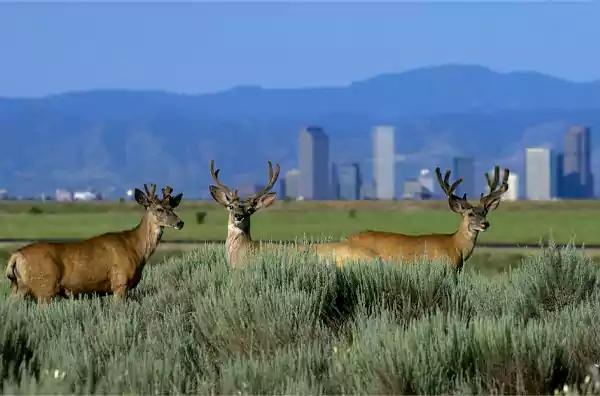 Things to do in Denver Rocky Mountain Arsenal National Wildlife Refuge