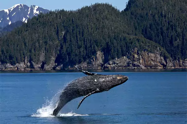 Humpback Whale Spotting at Wailea Beach