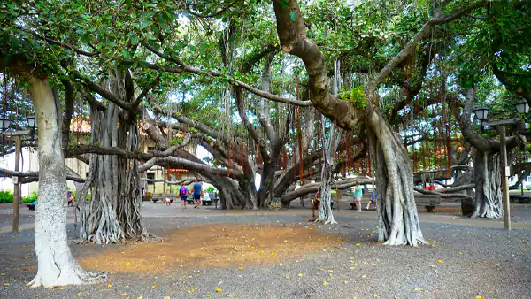 Lahaina Banyan Court Park Banyan Tree Maui Hawaii