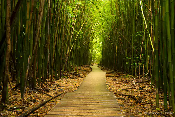 Trail in the Bamboo Forest in Pipiwai Maui