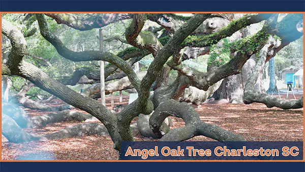 Angel Oak Tree Charleston SC