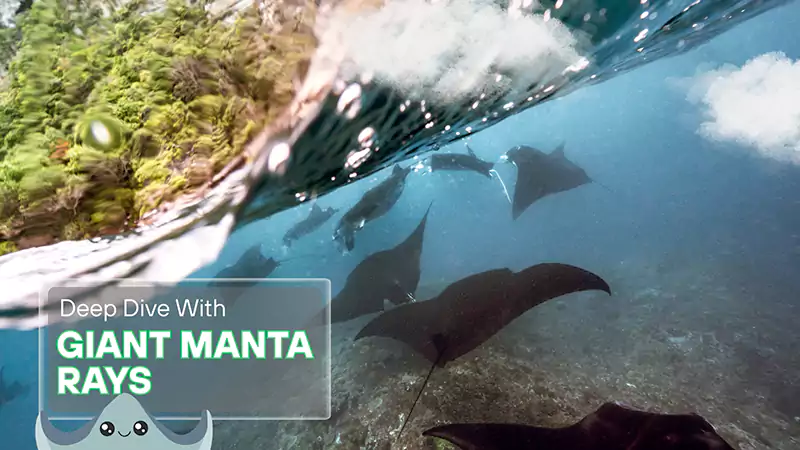 Giant Manta Rays