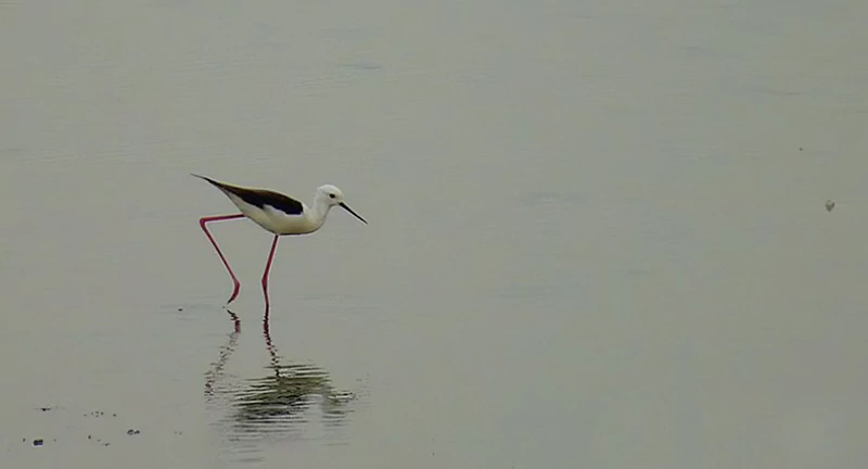Singanallur Lake Coimbatoree