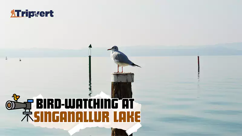 Singanallur Lake Coimbatoreee