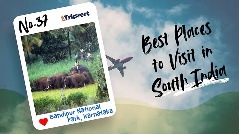 Bandipur National Park Karnataka