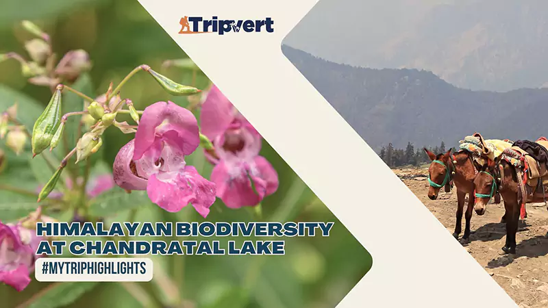 Himalayan Biodiversity at Chandratal Lake