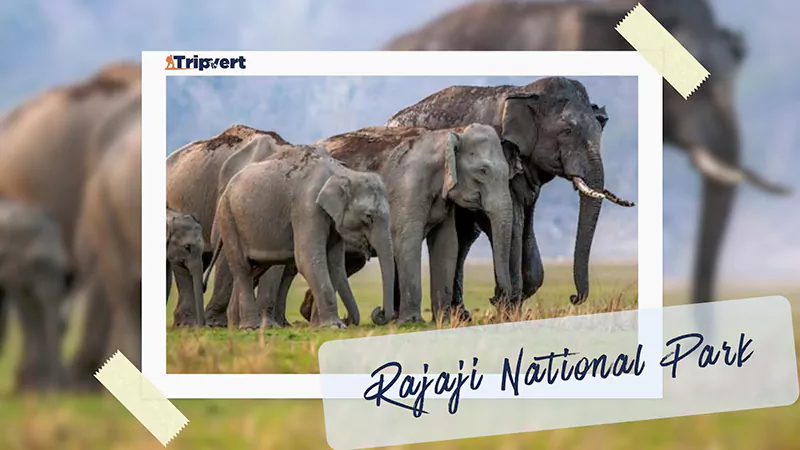 Rajaji National Park