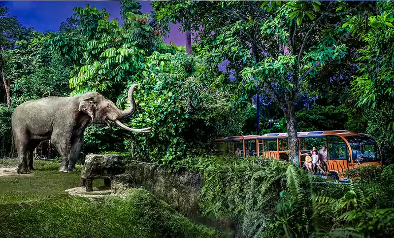 Singapore Zoo River Wonders Night Safari and Bird Paradise