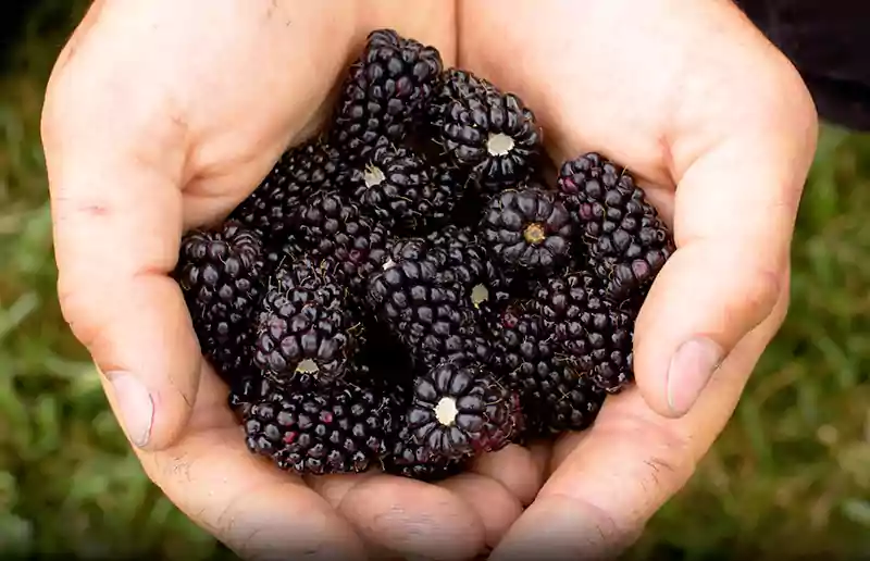 Marionberries